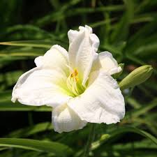White Hemerocallis Flower Seeds for Planting Wildflower Mix Heirloom & GMO Free Seeds for Home Garden
 
 Sale