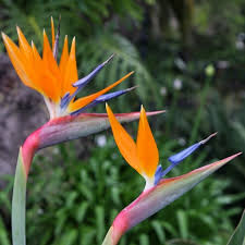 Yellow Blue Strelitzia Reginae Seeds Flower seeds for Planting Pollinator Friendly Heirloom & GMO Free Seeds for Home Garden