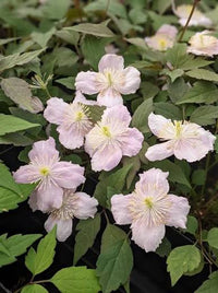 Pink Clematis Mayleen blooms on a climbing garden plant
