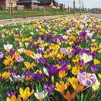Crocus flowering plants creating a seasonal garden display