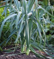 Musselburgh leek plant with long green leaves
