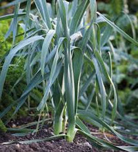 Musselburgh leek plant with long green leaves
