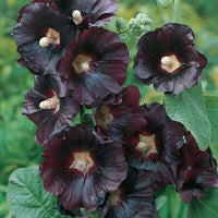 Dark flowering Black Hollyhocks enhancing a cottage garden border.

