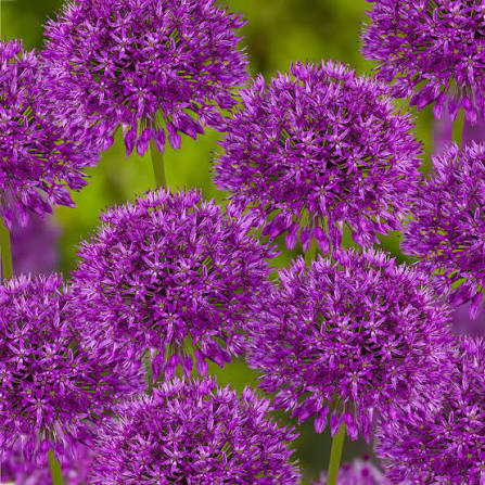 Mixed Allium perennial flowers with rounded blooms
