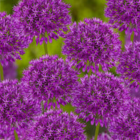 Mixed Allium perennial flowers with rounded blooms