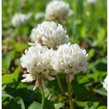 Dutch Flower seeds for Planting - Long Bloom Season, Heirloom & GMO Free Seeds for Home Garden
