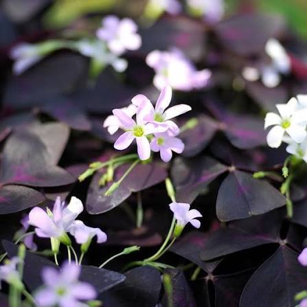 Healthy Oxalis triangularis ornamental plant with striking purple leaves.