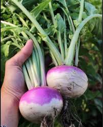 Rutabaga Seeds for Planting Perfect for Your Vegetable Garden