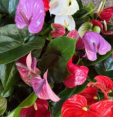 Multi-Colour Anthurium Flower seeds for Planting - Cut Flower Favorite, Heirloom & GMO Free Seeds for Home Garden