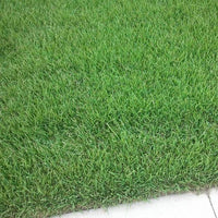 Fine textured Emerald Zoysia lawn grass seeds for warm season growing