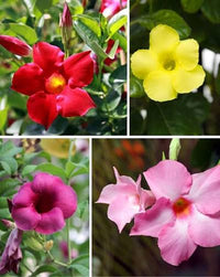 Vibrant Mandevilla blossoms growing on a garden trellis.
