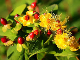 Heirloom Hypericum Flower seeds for Planting Hardy Variety Heirloom & GMO Free Seeds for Home Garden