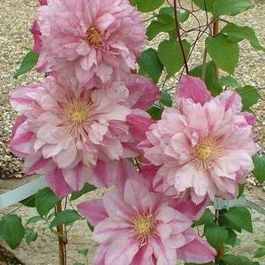 Golden Jade Clematis climbing along a garden support