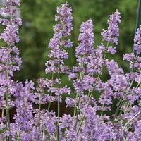 Catmint Nepeta faassenii 'Six Hills Giant' Seeds – Lavender-Blue Flowering Perennial for Borders & Cottage Gardens