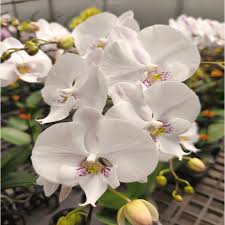 White Phalaenopsis Orchid Flower seeds for Planting - Pollinator Friendly, Heirloom & GMO Free Seeds for Home Garden