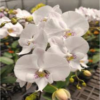 White Phalaenopsis Orchid Flower seeds for Planting - Pollinator Friendly, Heirloom & GMO Free Seeds for Home Garden