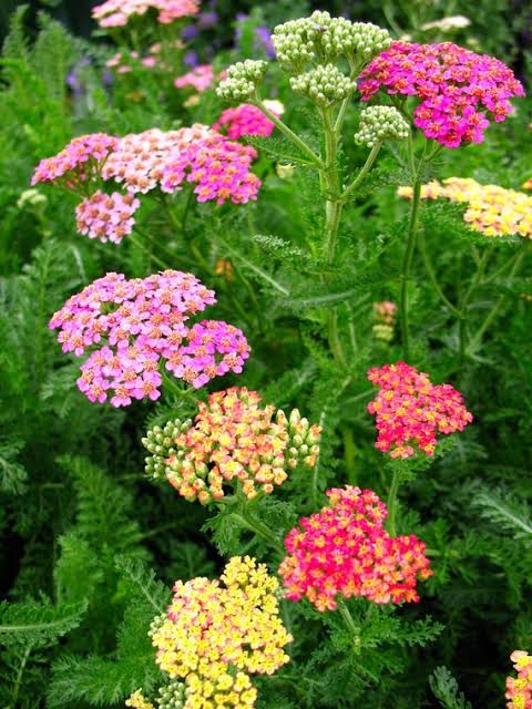 Yarrow Summer Pastel Mix flowers blooming in soft pastel colors.