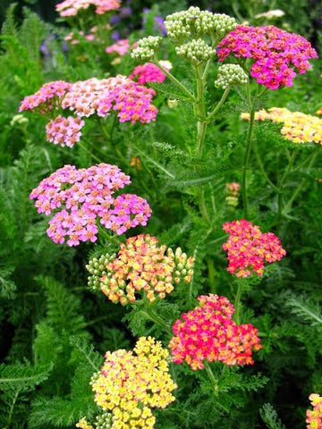 Yarrow Summer Pastel Mix flowers blooming in soft pastel colors.
