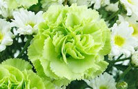 Carnation Dianthus Caryophyllu Flower seeds for Planting Fragrant Blossoms Heirloom & GMO Free Seeds for Home Garden