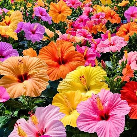 Colorful Hibiscus flowers creating a vibrant garden display
