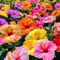 Colorful Hibiscus flowers creating a vibrant garden display
