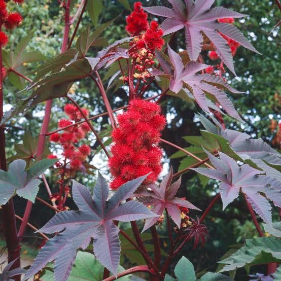 Castor Bean plant with striking red-toned foliage
