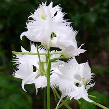 Heron Orchid Flower seeds for Planting - Colorful Display, Heirloom & GMO Free Seeds for Home Garden