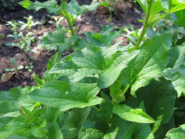 Heirloom Chenopodium bonus-henricus thriving in a home herb garden.