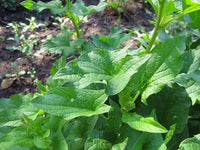 Heirloom Chenopodium bonus-henricus thriving in a home herb garden.