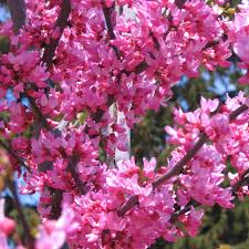 Planting Guide for Brown Redbud Tree Seeds