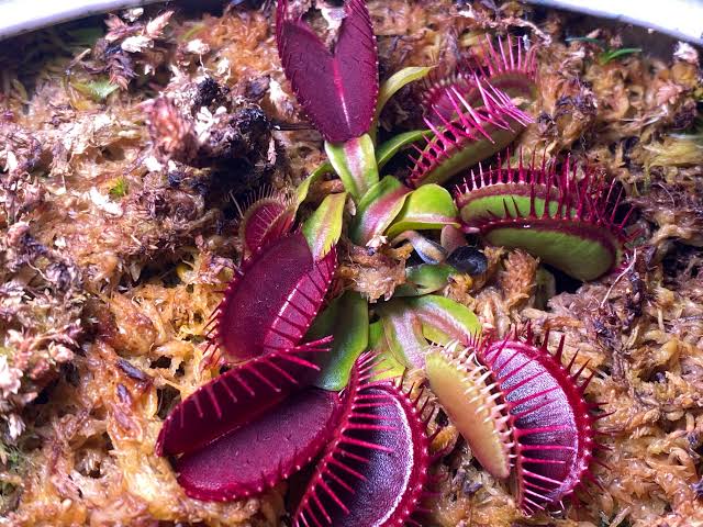 Close-up of a carnivorous Purple Venus Flytrap displaying colorful open traps.