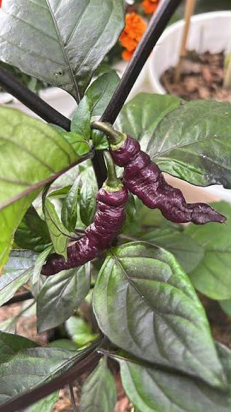 Colorful Pink Tiger hybrid pepper plant growing in a garden.