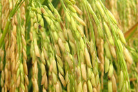 Rice grain plants with healthy foliage growing under warm conditions.