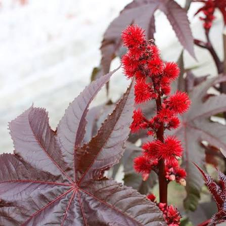 Red Castor Bean plants creating a bold garden border display

