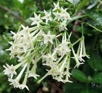 Nocturnum Flower seeds for Planting - Seasonal Bloomer, Heirloom & GMO Free Seeds for Home Garden