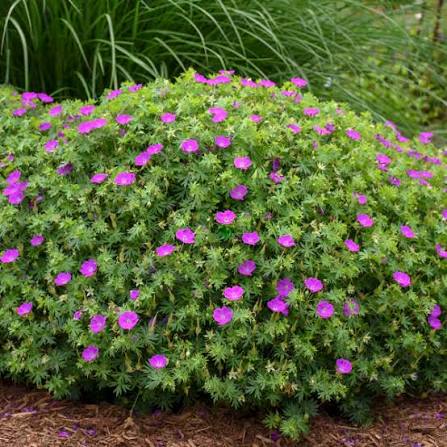 Hardy Geranium sanguineum growing as a compact ground cover plant.

