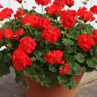 Red Geranium Breakaway Flower seeds for Planting - Drought Tolerant, Heirloom & GMO Free Seeds for Home Garden