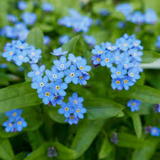 Sky Blue Nezabudka Flower Seeds for Planting Drought Tolerant Heirloom & GMO Free Seeds for Home Garden
 
 Sale