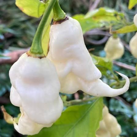 White Ghost Scorpion peppers ready for harvest in the garden
