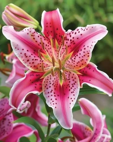 Ornamental Lily plants with flowers and green foliage