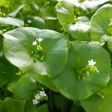 Green Claytonia Flower seeds for Planting - Cut Flower Favorite, Heirloom & GMO Free Seeds for Home Garden