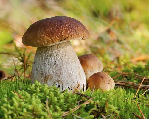 Close-up of a healthy porcini mushroom with a thick stem and brown cap.