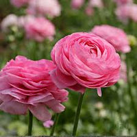 Light Pink Ranunculus Seeds Flower seeds for Planting Hardy Variety Heirloom & GMO Free Seeds for Home Garden
