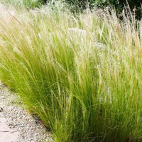 Mexican Feather Grass adding texture and movement to a natural-style garden.

