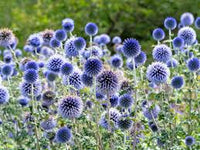 Blue Echinops Ritro Flower seeds for Planting - Premium Quality, Heirloom & GMO Free Seeds for Home Garden
 
 Sale