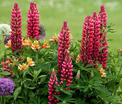Maroon Lupine Flower seeds for Planting - Wildflower Mix, Heirloom & GMO Free Seeds for Home Garden