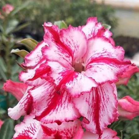 Healthy desert rose succulent adding beauty to a rock garden landscape.

