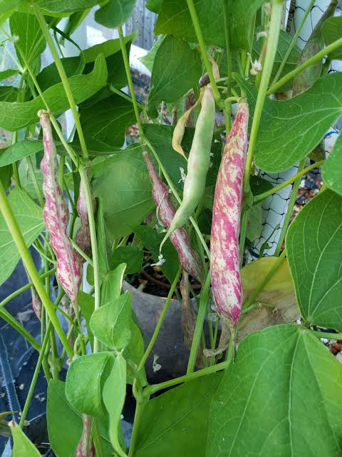 Dragon's Tongue Dutch Heirloom Bush Bean Seeds for Planting – Non-GMO Vegetable Garden Seeds