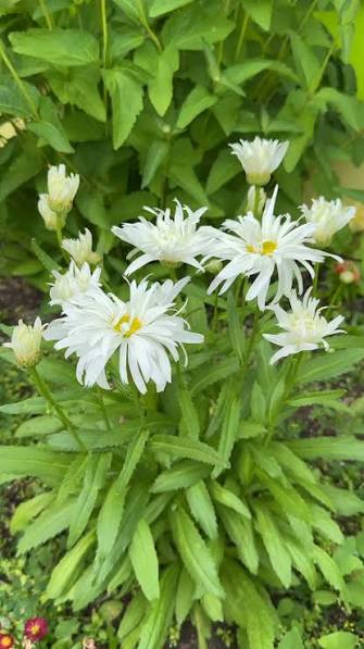 Elegant White Scaevola flowers with green foliage in an outdoor container garden.

