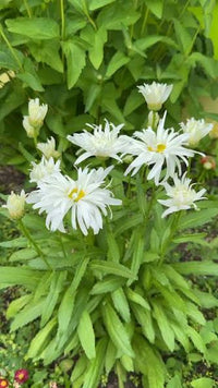 Elegant White Scaevola flowers with green foliage in an outdoor container garden.

